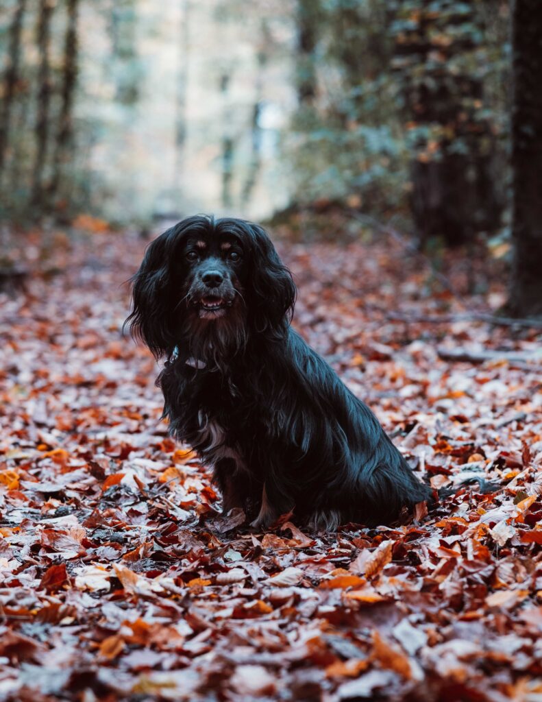 Beethowen, King-Charles Spaniel, schwarz