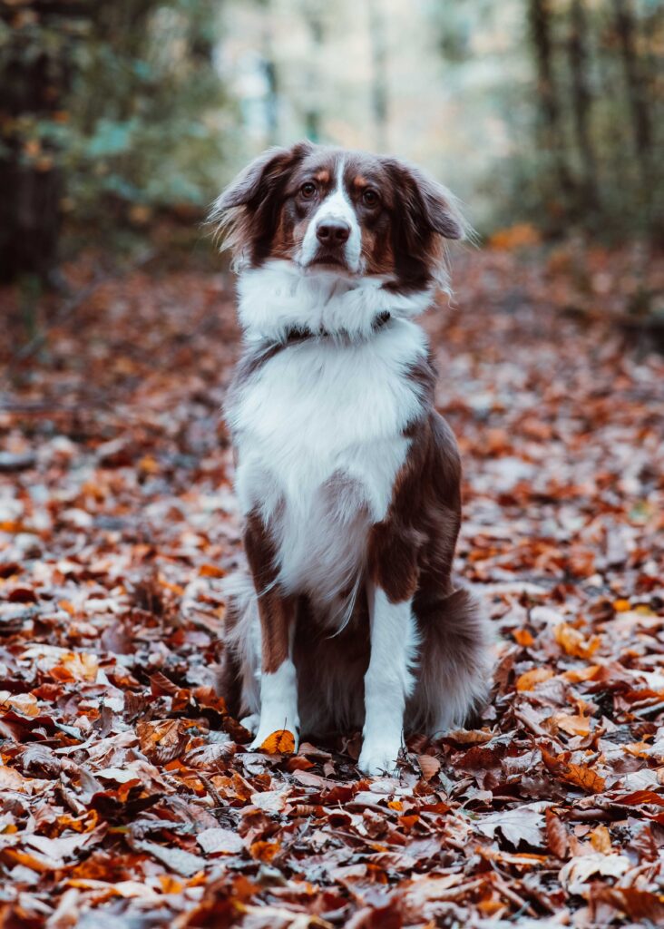 Coco-Bella, Australian Shepard, braun-weiß