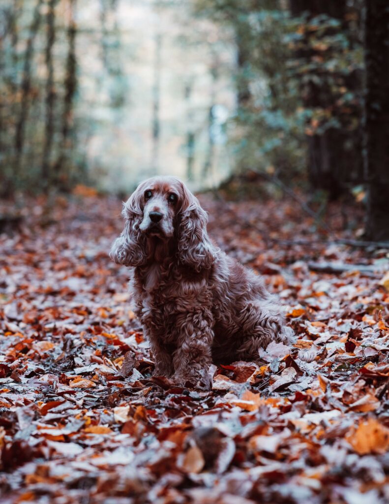 Gina, Cocker-Spaniel, braun