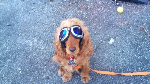 Gina mit einer Hundeschneebrille