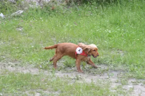Gina bei der Arbeit auf der Fläche