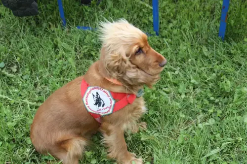 Gina als Suchhund im Einsatz